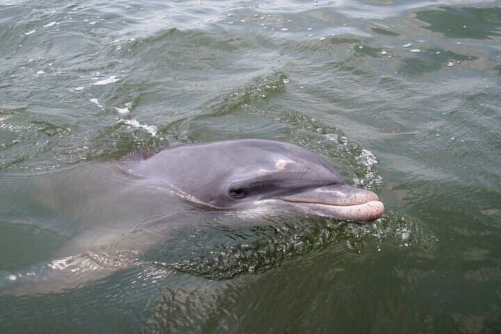 Rent Kayaks in Hilton Head Island: Paddle Broad Creek Estuary to Find Dolphins photo 6