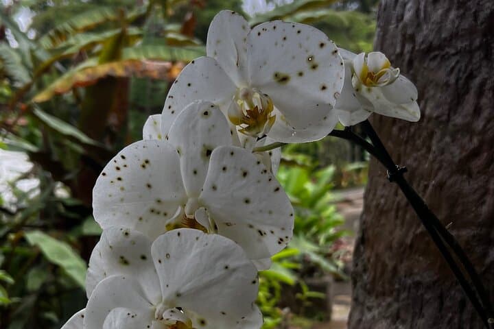 Poás Volcano, La Paz Waterfalls & Coffee: Full-Day Cloud Forest Adventure photo 4