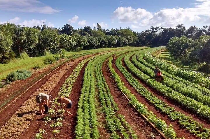 Pick and Taste Tropical Fruit on Kauai's Largest Organic Farm photo 5