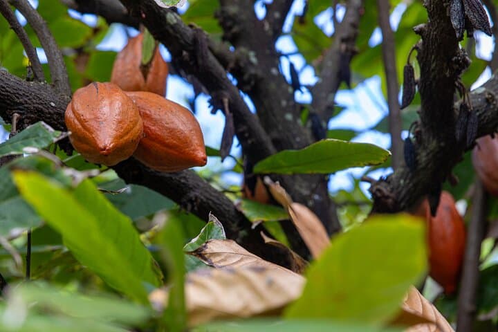 Pick and Taste Tropical Fruit on Kauai's Largest Organic Farm photo 4