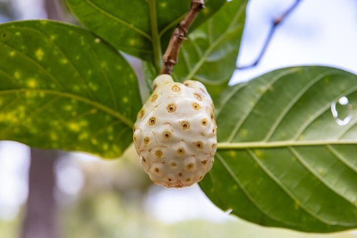 Pick and Taste Tropical Fruit on Kauai's Largest Organic Farm photo 6