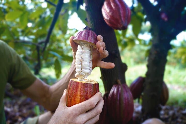Pick and Taste Tropical Fruit on Kauai's Largest Organic Farm