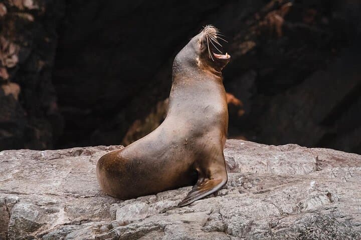 Full-Day Paracas & Huacachina from Lima: Ballestas Islands, Pisco Tasting & Sandboarding photo 3