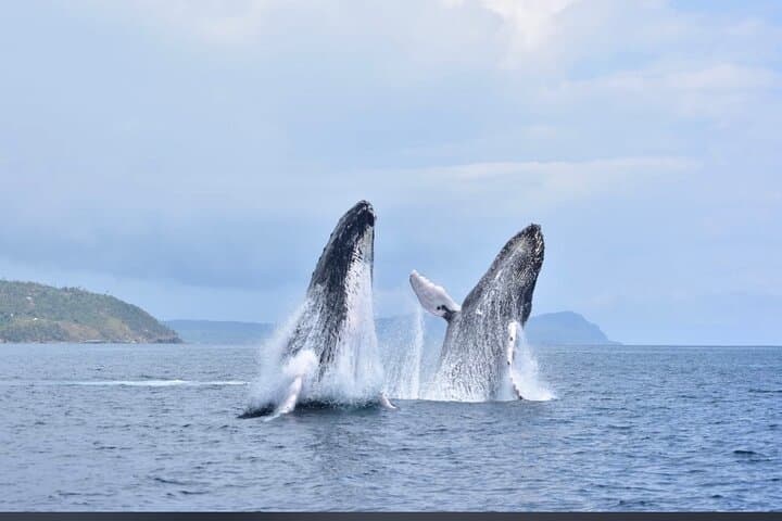 Samana Bay Whale Watching and Cayo Levantado Catamaran Day Trip