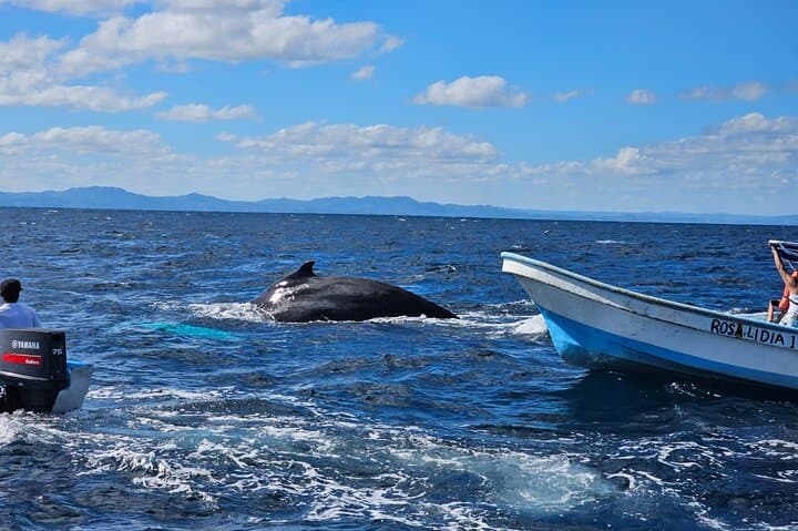 Samana Bay Whale Watching and Cayo Levantado Catamaran Day Trip photo 2