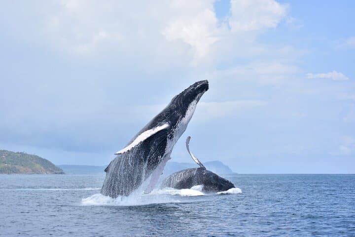 Samana Bay Whale Watching and Cayo Levantado Catamaran Day Trip photo 4