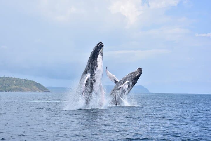 Samana Bay Whale Watching and Cayo Levantado Catamaran Day Trip photo 5