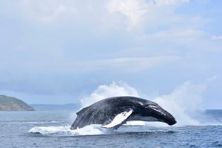Samana Bay Whale Watching and Cayo Levantado Catamaran Day Trip photo 6