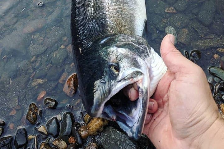 Juneau Shore Fishing Shuttle & Gear — Self-Guided Shore Fishing from Downtown Juneau photo 4