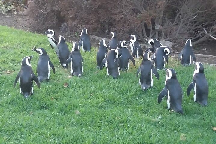 Table Mountain, Penguins & Constantia Wine: Cape Peninsula Full-Day Tour