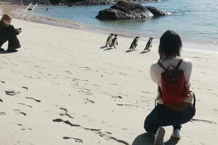 Table Mountain, Penguins & Constantia Wine: Cape Peninsula Full-Day Tour photo 4