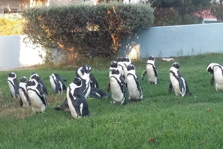 Table Mountain, Penguins & Constantia Wine: Cape Peninsula Full-Day Tour photo 6
