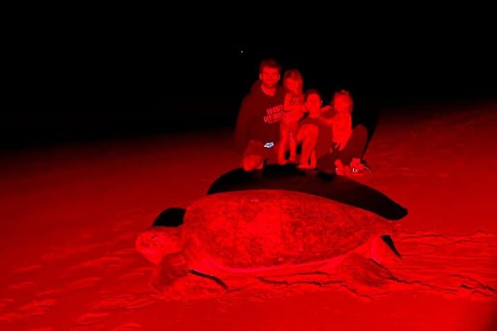 Night Sea Turtle Watching from Tamarindo — Playa Minas Nesting Tour photo 2