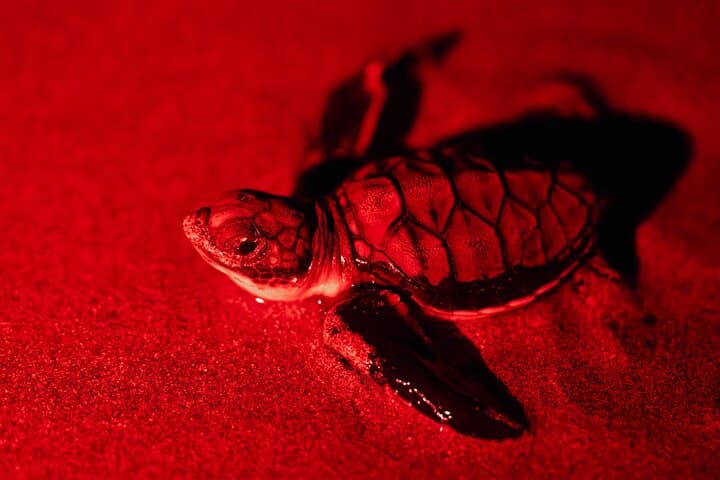 Night Sea Turtle Watching from Tamarindo — Playa Minas Nesting Tour photo 4