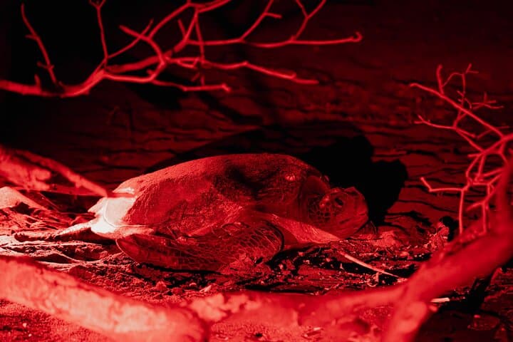 Night Sea Turtle Watching from Tamarindo — Playa Minas Nesting Tour
