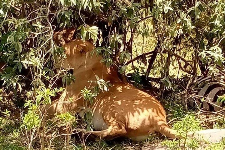 2-Day Safari to Tarangire and Ngorongoro Crater from Arusha photo 4