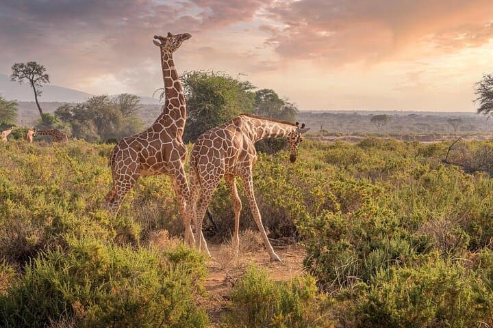 Chobe Day Safari from Victoria Falls: Riverfront Elephants & Boat Cruises photo 2