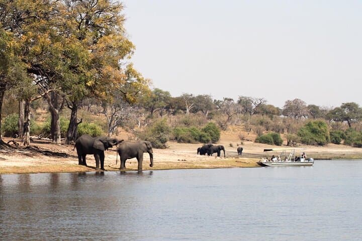 Chobe Day Safari from Victoria Falls: Riverfront Elephants & Boat Cruises photo 3