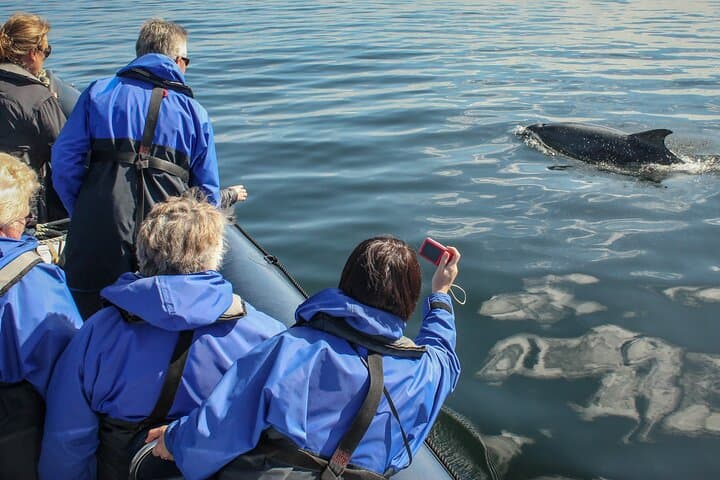 RIB Wildlife Safari on the Cromarty & Inner Moray Firth photo 3