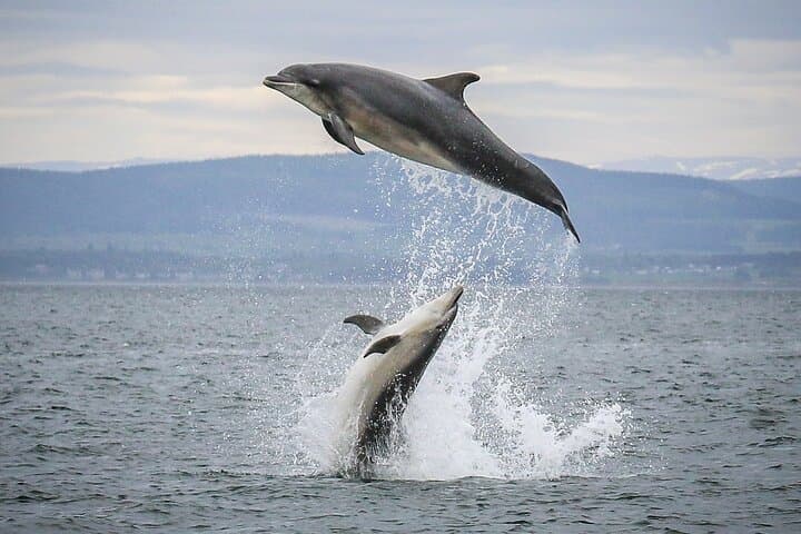 RIB Wildlife Safari on the Cromarty & Inner Moray Firth