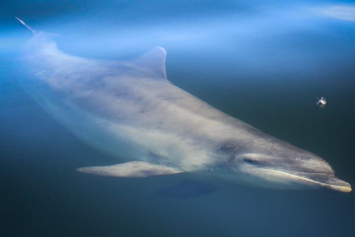 RIB Wildlife Safari on the Cromarty & Inner Moray Firth photo 6