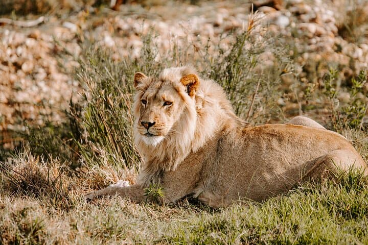 Half-Day Game Drive in Nairobi National Park: City Skyline Meets Wildlife photo 4