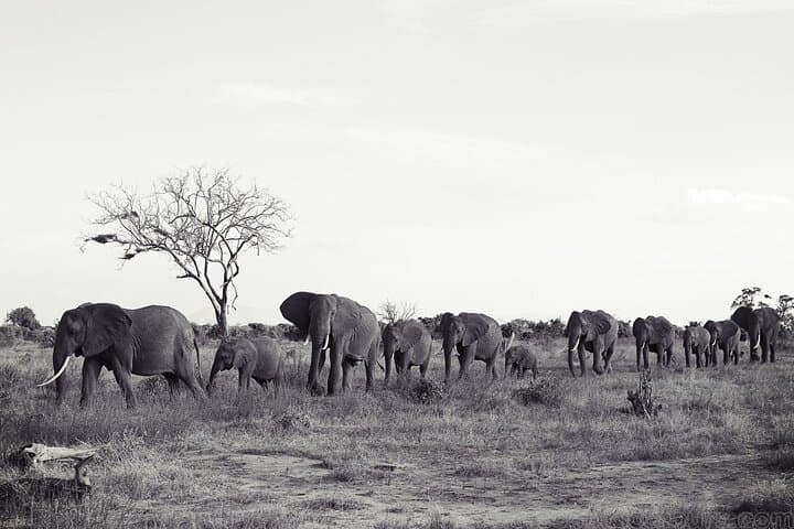 Tsavo Express Safari: 3-Day Wildlife Adventure from Mombasa photo 3
