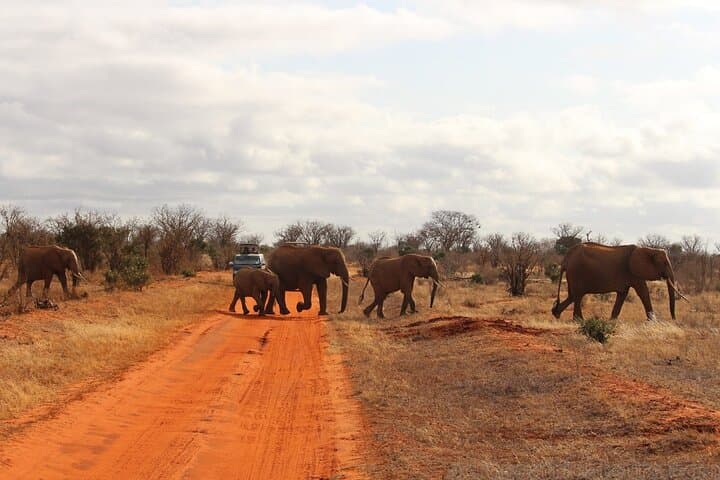 Tsavo Express Safari: 3-Day Wildlife Adventure from Mombasa photo 4