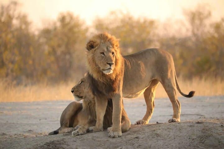Chobe Day Safari from Victoria Falls: Riverfront Elephants & Boat Cruises photo 4