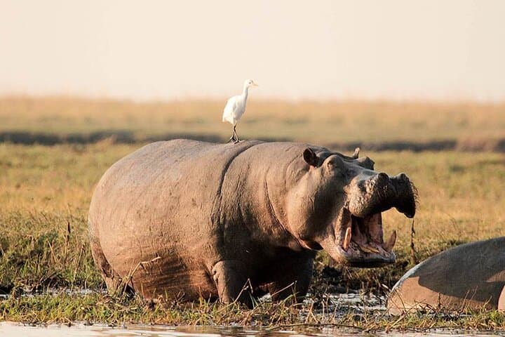 Chobe Day Safari from Victoria Falls: Riverfront Elephants & Boat Cruises photo 5