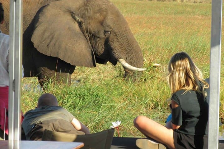 Chobe Day Safari from Victoria Falls: Riverfront Elephants & Boat Cruises photo 6