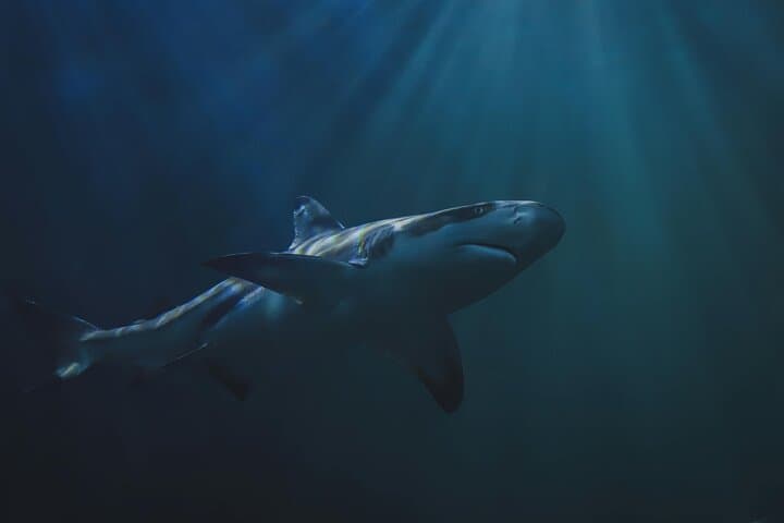 Gansbaai Shark Cage Diving from Cape Town — Private Luxury Day Trip to See Great Whites photo 4