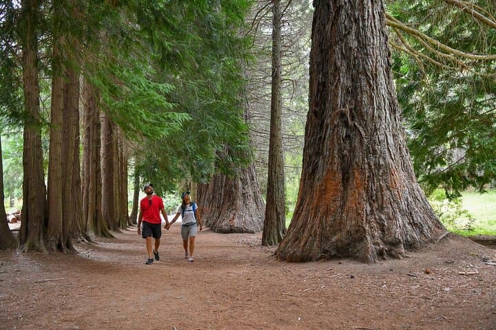 Bariloche Boat Trip to Victoria Island & Arrayanes Forest — Nahuel Huapi Cruise