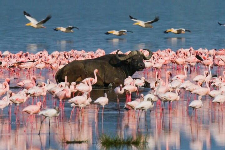 Private 4WD Day Tour to Lake Nakuru from Nairobi — Game Drives & Naivasha Boat