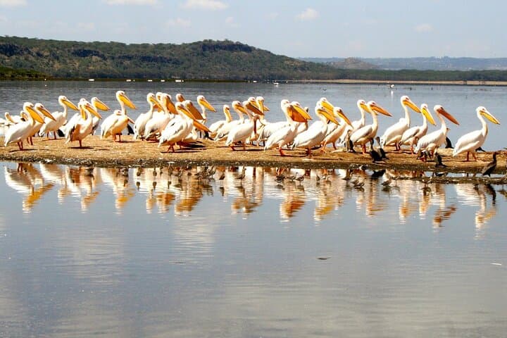 Private 4WD Day Tour to Lake Nakuru from Nairobi — Game Drives & Naivasha Boat photo 6
