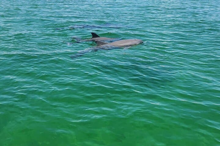 Private Dolphin Sightseeing Excursion in Orange Beach — 1-Hour Gulf Charter photo 2
