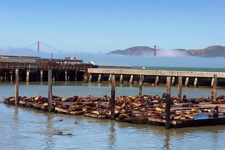 Fisherman's Wharf Walking Tour + Golden Gate Bay Cruise: Tastes, Tales & Sea Lions photo 2