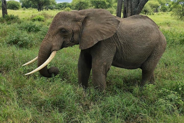Mikumi Day Safari and Maasai Village: Wildlife, Culture & Practical Tips photo 1