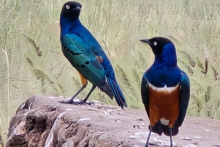 Mikumi Day Safari and Maasai Village: Wildlife, Culture & Practical Tips photo 2