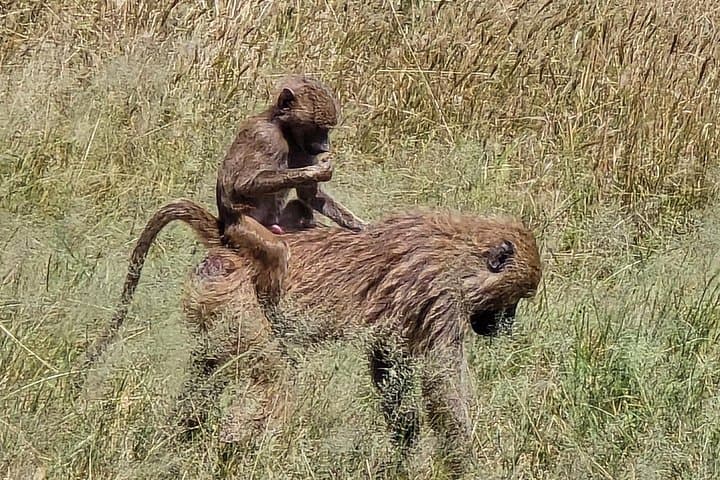Mikumi Day Safari and Maasai Village: Wildlife, Culture & Practical Tips photo 3