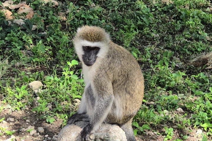 Mikumi Day Safari and Maasai Village: Wildlife, Culture & Practical Tips photo 4