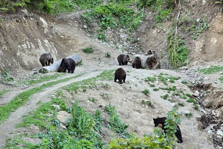 Transylvanian Brown Bear Watching from Brasov: Guided Wild Bear Safari photo 2