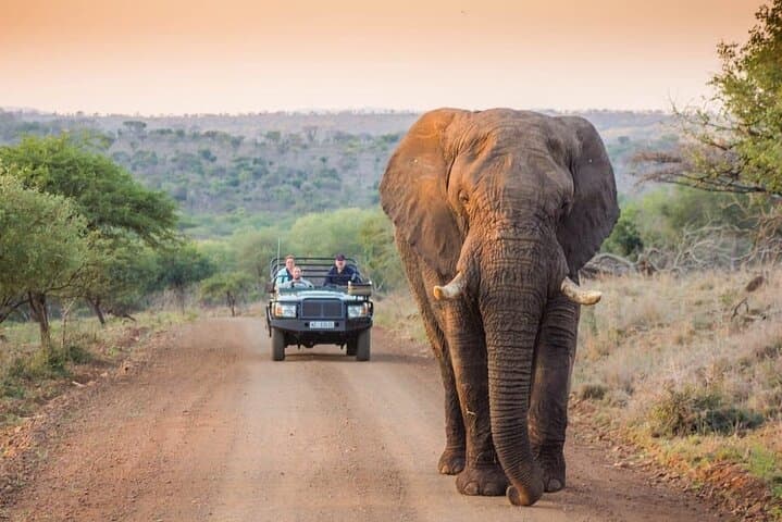 Bush Braai Dinner & Night Game Drive in Kruger National Park (Crocodile Bridge) photo 3