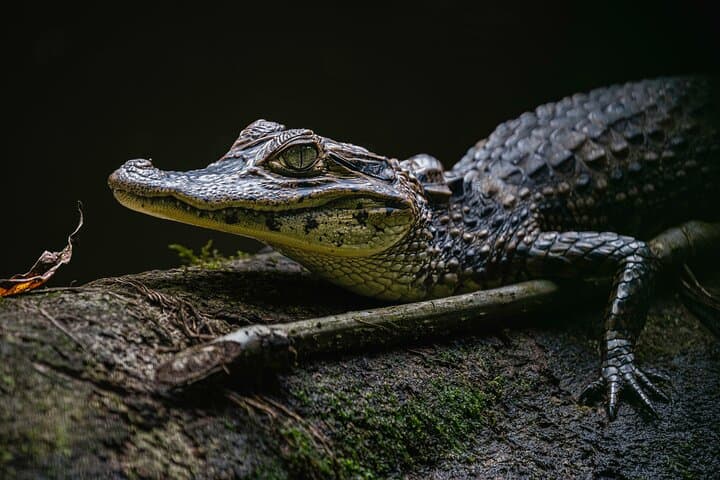 Green Ecopark La Fortuna: Self-Guided Wildlife Walk Near Arenal photo 2