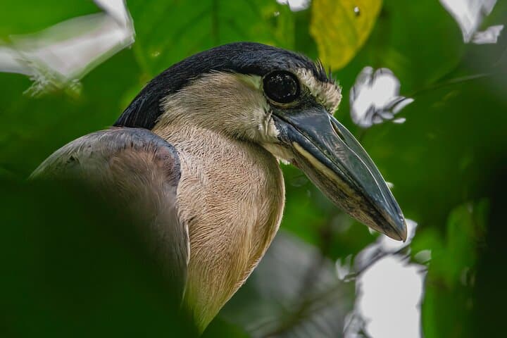 Green Ecopark La Fortuna: Self-Guided Wildlife Walk Near Arenal photo 3