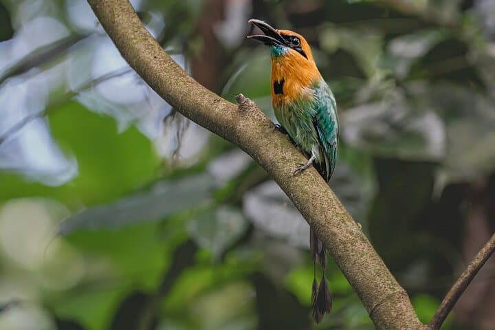 Green Ecopark La Fortuna: Self-Guided Wildlife Walk Near Arenal photo 4