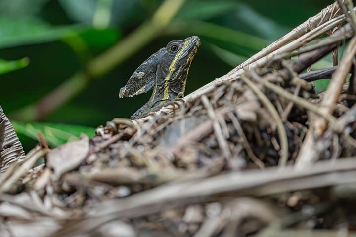 Green Ecopark La Fortuna: Self-Guided Wildlife Walk Near Arenal photo 5
