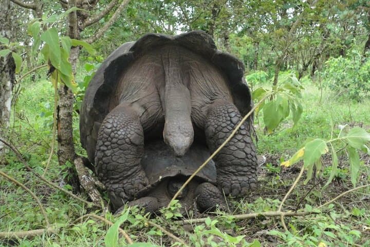 Galápagos in Four Days: 3 Islands of Wildlife and Snorkeling Highlights photo 3