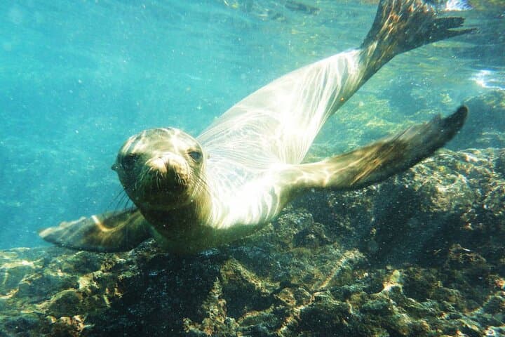 Galápagos in Four Days: 3 Islands of Wildlife and Snorkeling Highlights photo 4