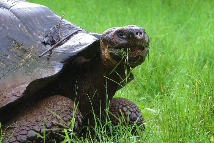 Galápagos in Four Days: 3 Islands of Wildlife and Snorkeling Highlights photo 2
